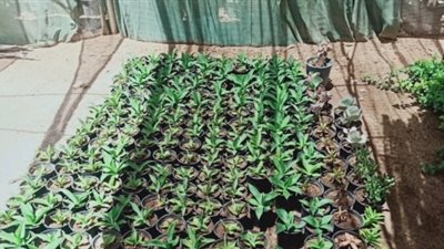 مشروع «الذهب الأخضر» من المنزل.. مكسبه يتخطى الـ140 ألف جنيه سنويا
