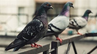 لماذا لا يؤخذ بشهادة مربي الحمام؟..مفاجأة