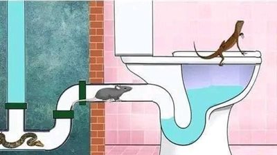 حيوانات وزواحف تستطيع دخول منزلك عن طريق المرحاض وكيفية منع حدوث هذا الموقف