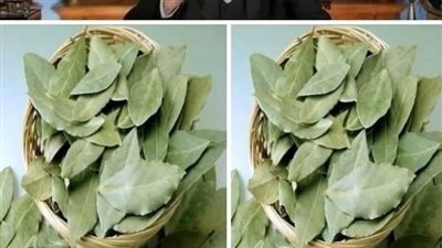 معجزة ورق الغار.. ستجعل بطنك مسطحا وشعرك كثيف خالي من الشيب وجهك كالقمر