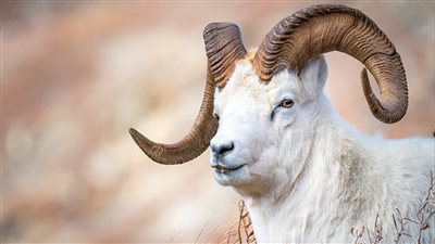 من أين جاء الكبش الذي فدى الله به سيدنا إسماعيل عليه السلام ؟