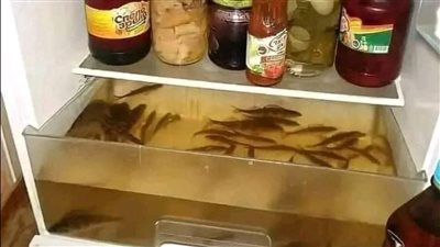 حقيقة استخدام درج الثلاجة الأخير في تربية الأسماك.. مفاجأة للجميع